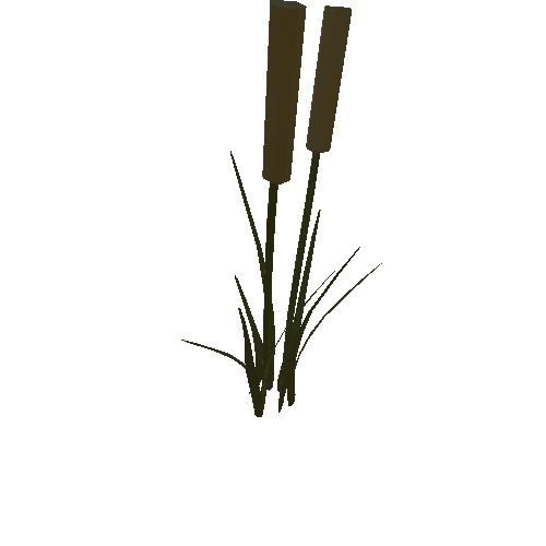 Cattail Plant 1_1